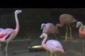 0295-LA-Zoo-Flamingos.jpg