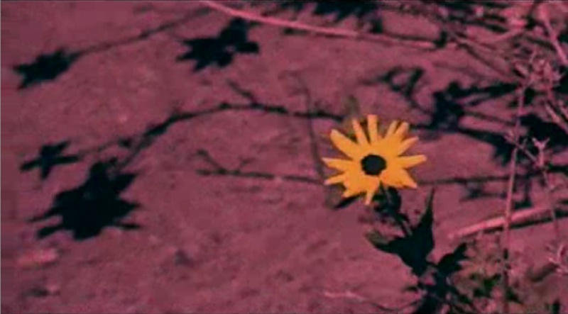 File:0109-flower.jpg